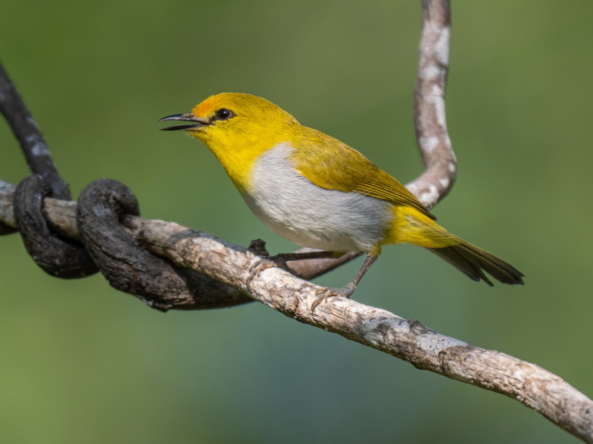 Yellow-spectacled White-eye - ML620475857