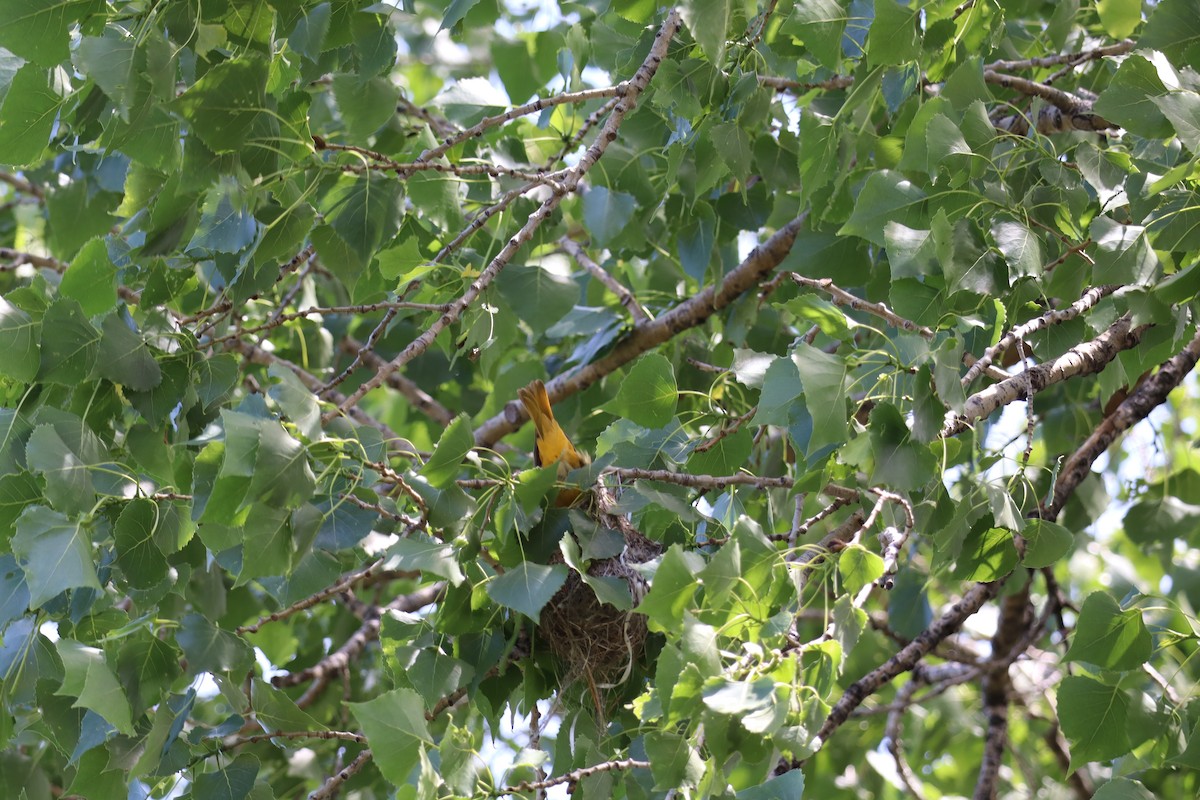 Baltimore Oriole - ML620475862