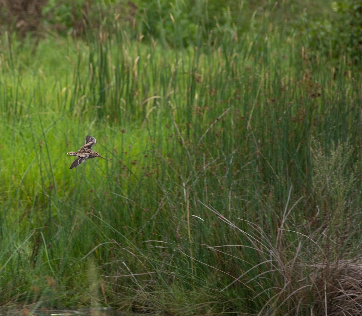 Latham's Snipe - ML620475866