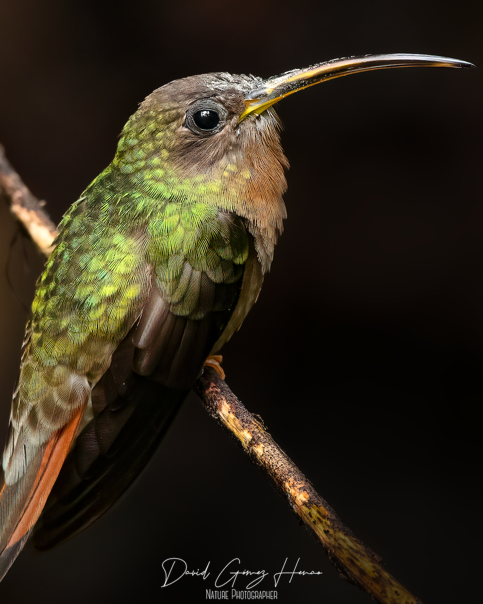 Rufous-breasted Hermit - ML620475868