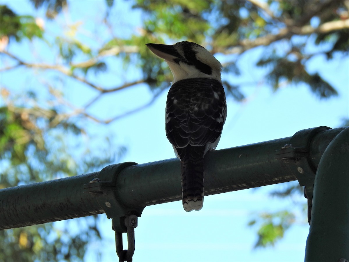 Laughing Kookaburra - ML620475875