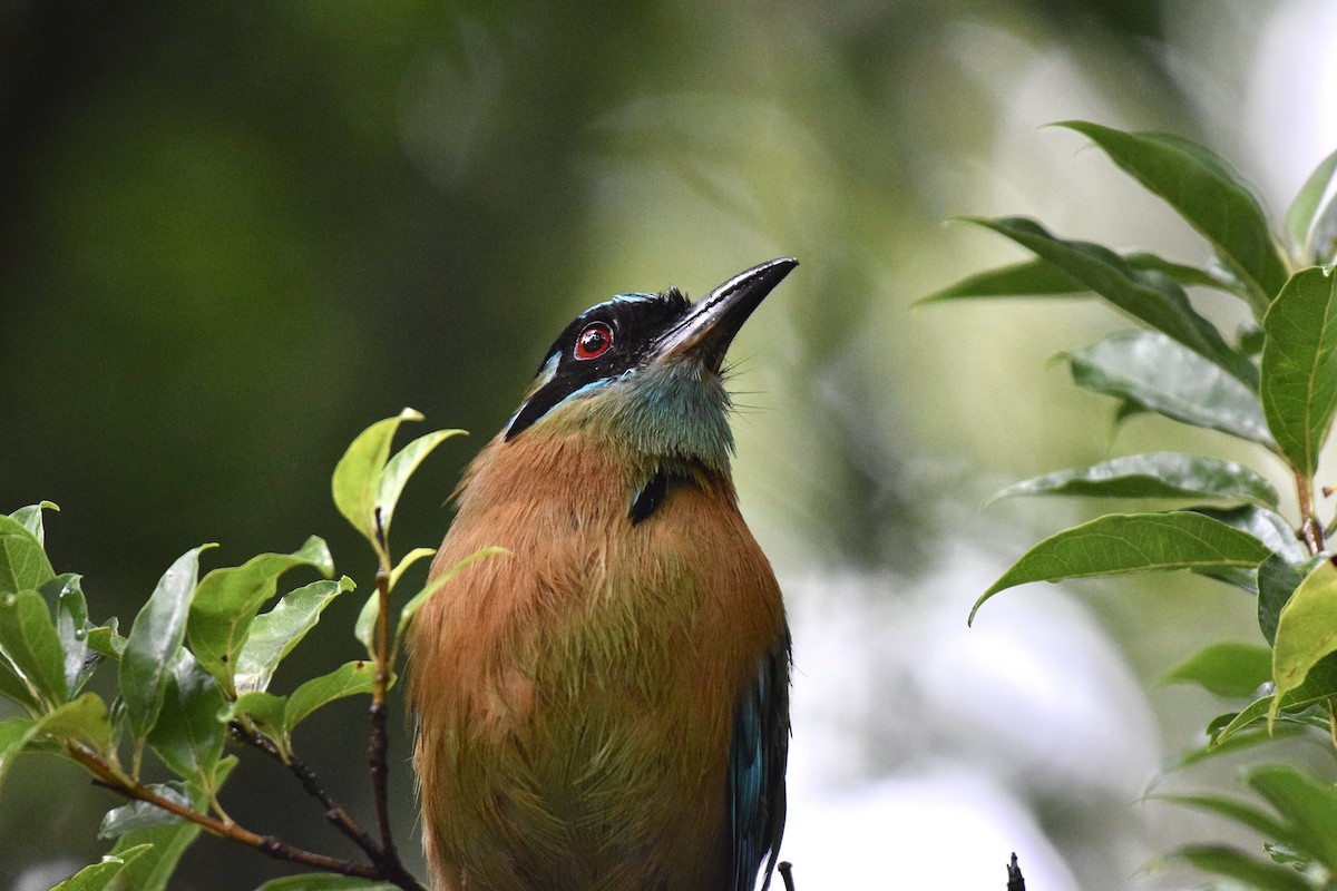 diademmotmot - ML620475876