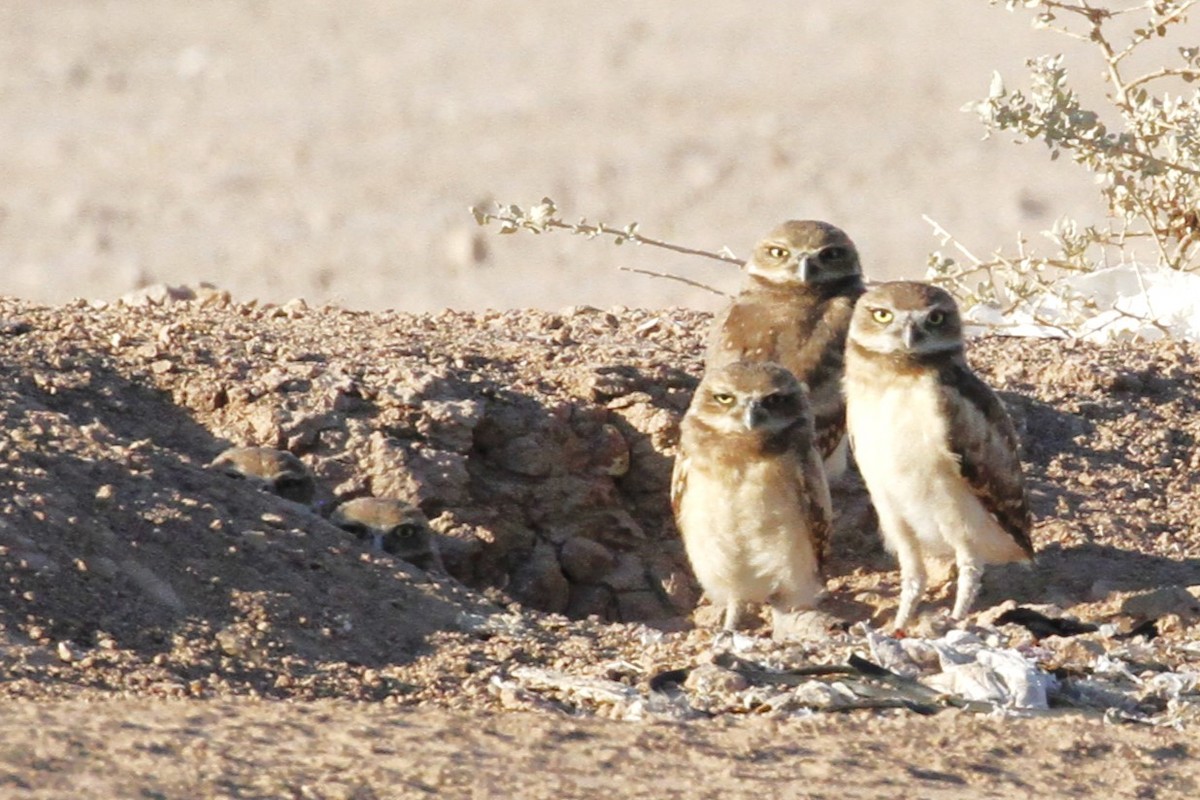 Burrowing Owl - ML620475880