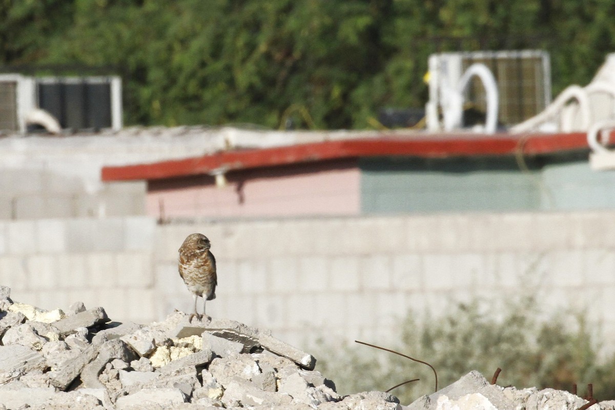 Burrowing Owl - ML620475883