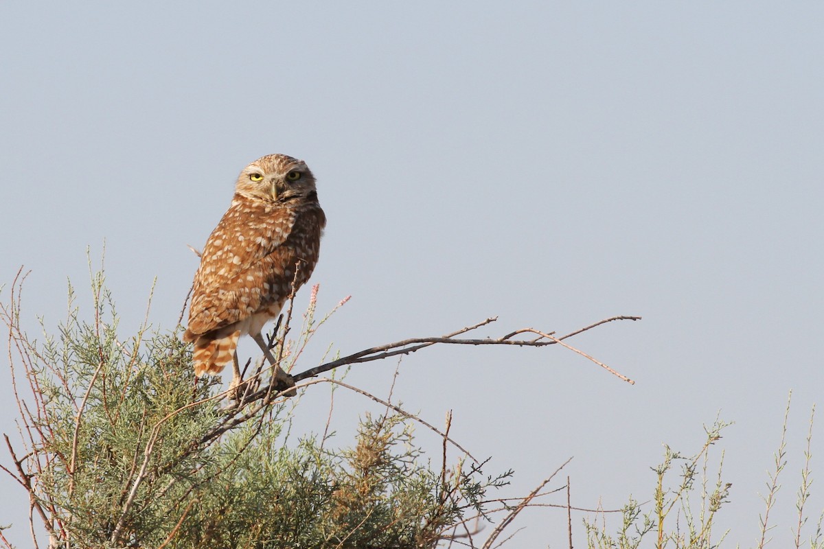 Burrowing Owl - ML620475886