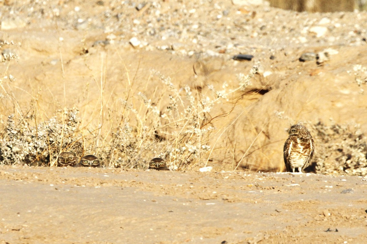 Burrowing Owl - ML620475888