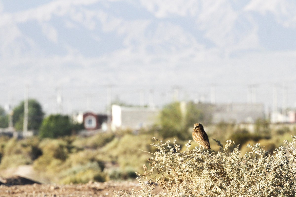 Burrowing Owl - Xóchitl del Carmen Zambrano