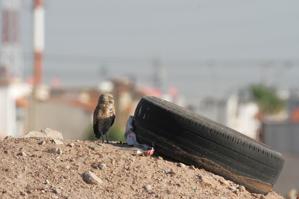 Burrowing Owl - Xóchitl del Carmen Zambrano