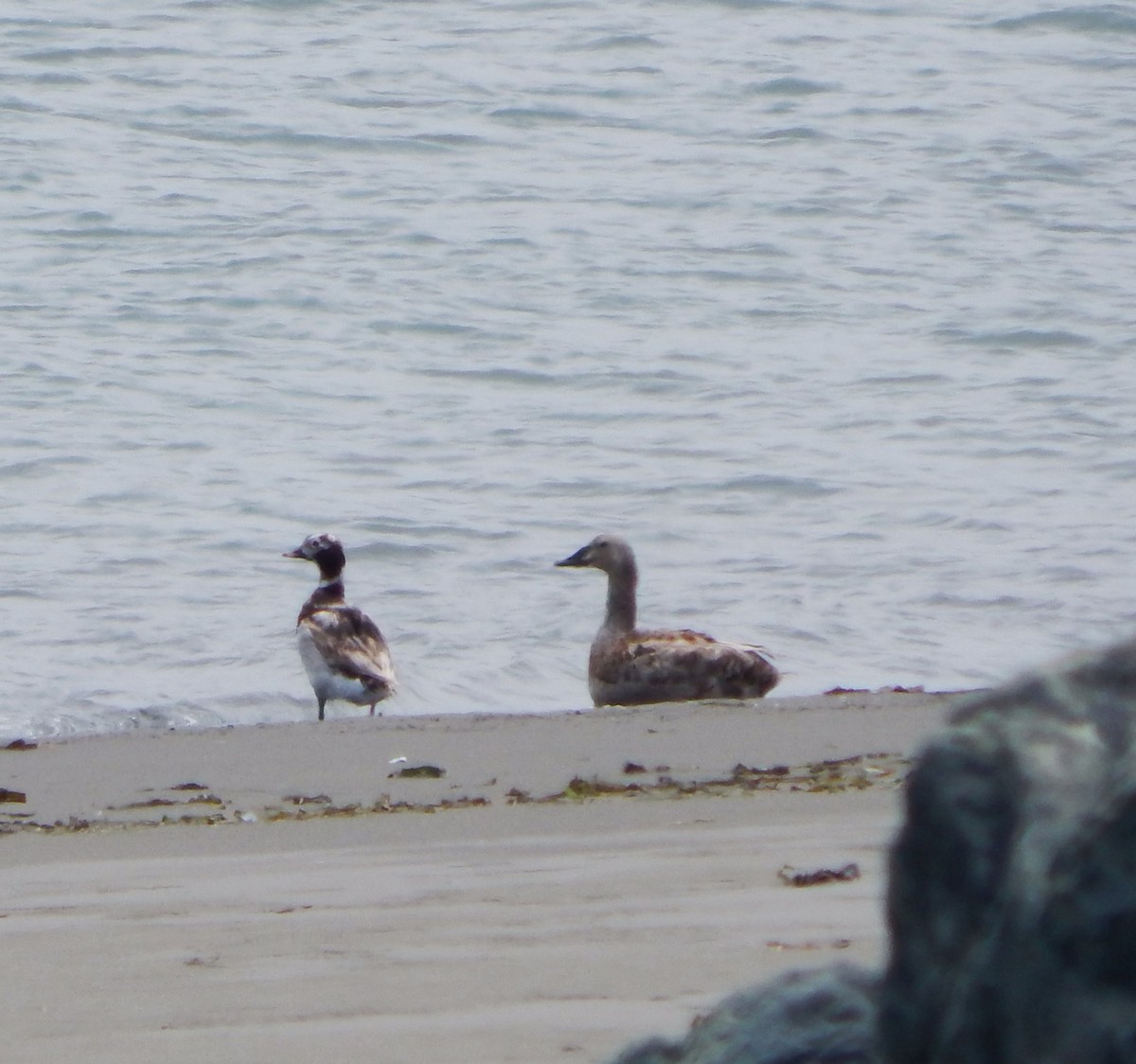 King Eider - ML620475891