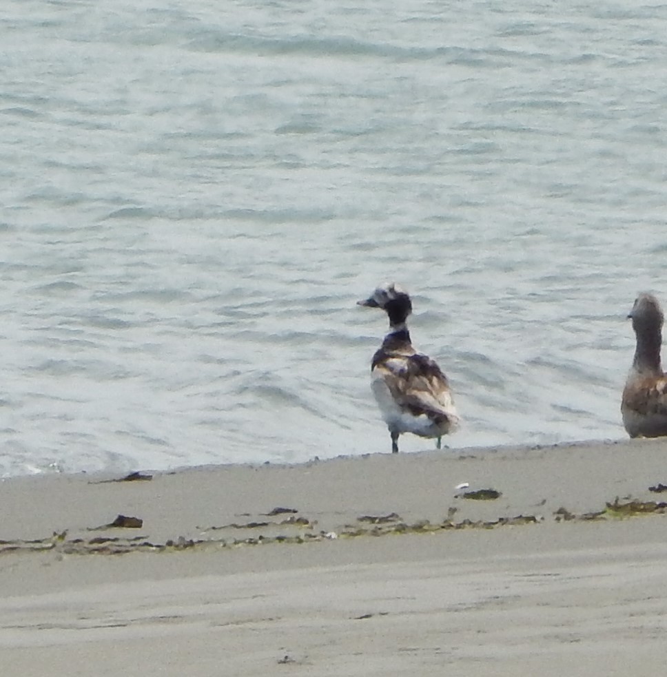 Long-tailed Duck - ML620475897
