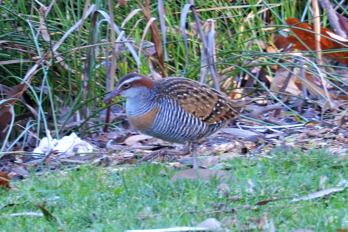 Buff-banded Rail - ML620475899