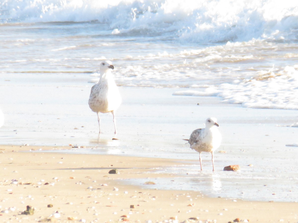 Great Black-backed Gull - ML620475906