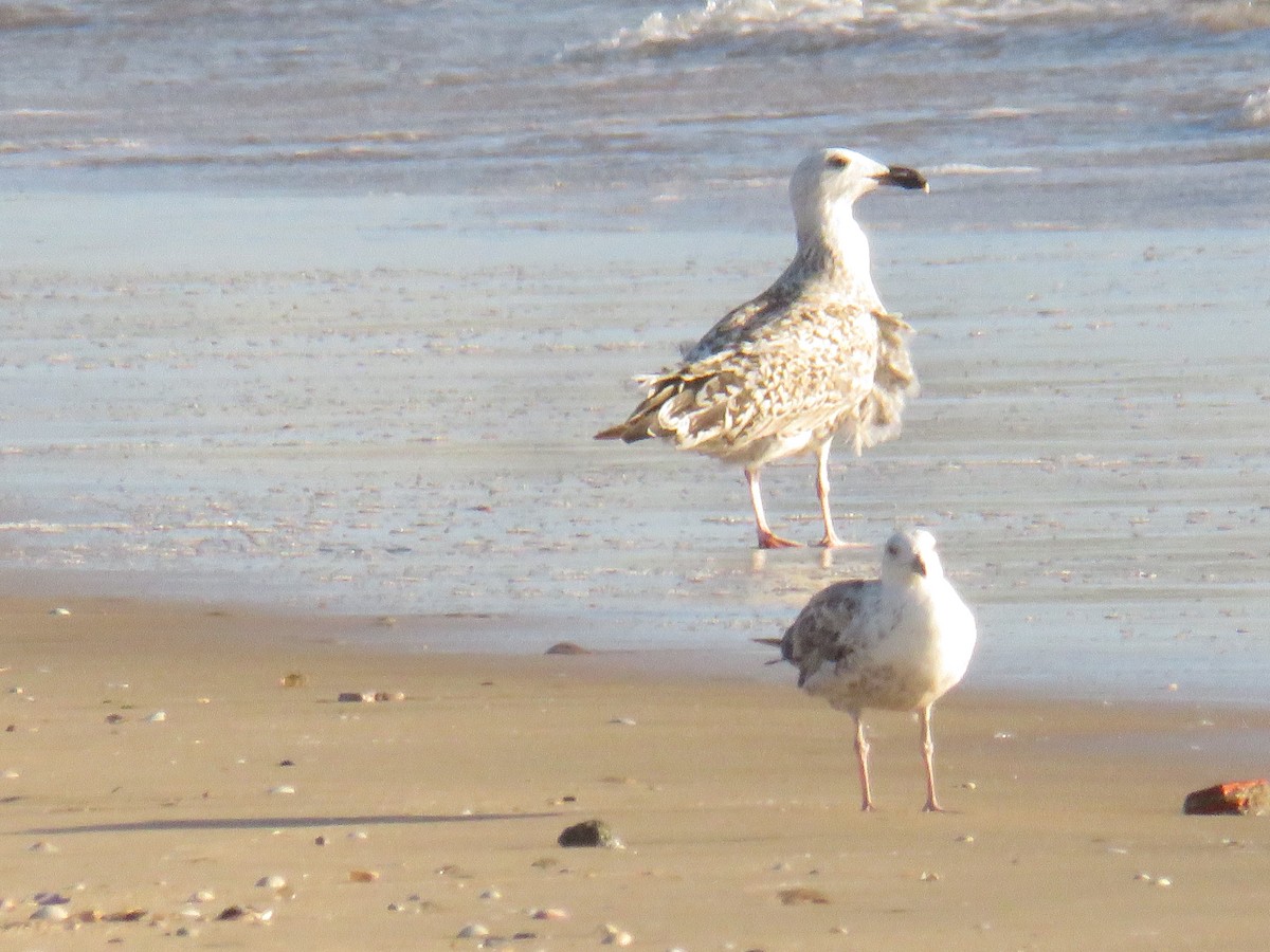 Great Black-backed Gull - ML620475908