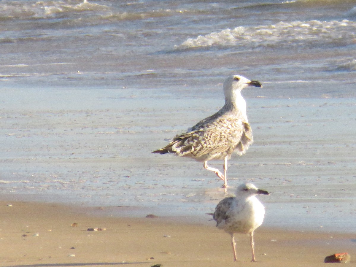 Great Black-backed Gull - ML620475909