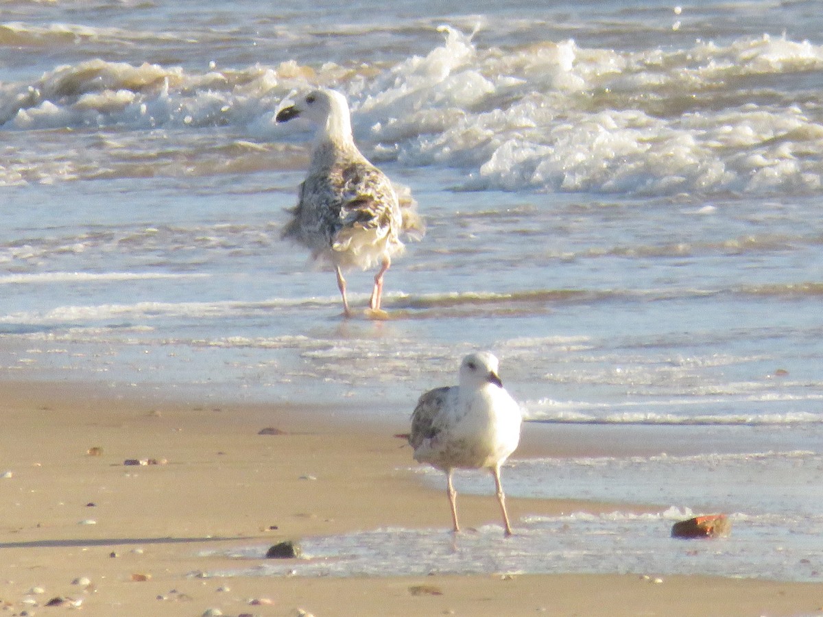 Great Black-backed Gull - ML620475911