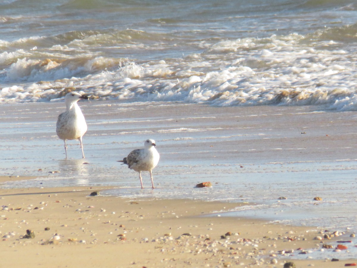 Great Black-backed Gull - ML620475912