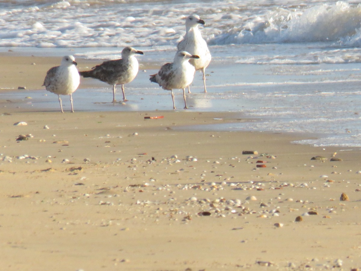 Great Black-backed Gull - ML620475913