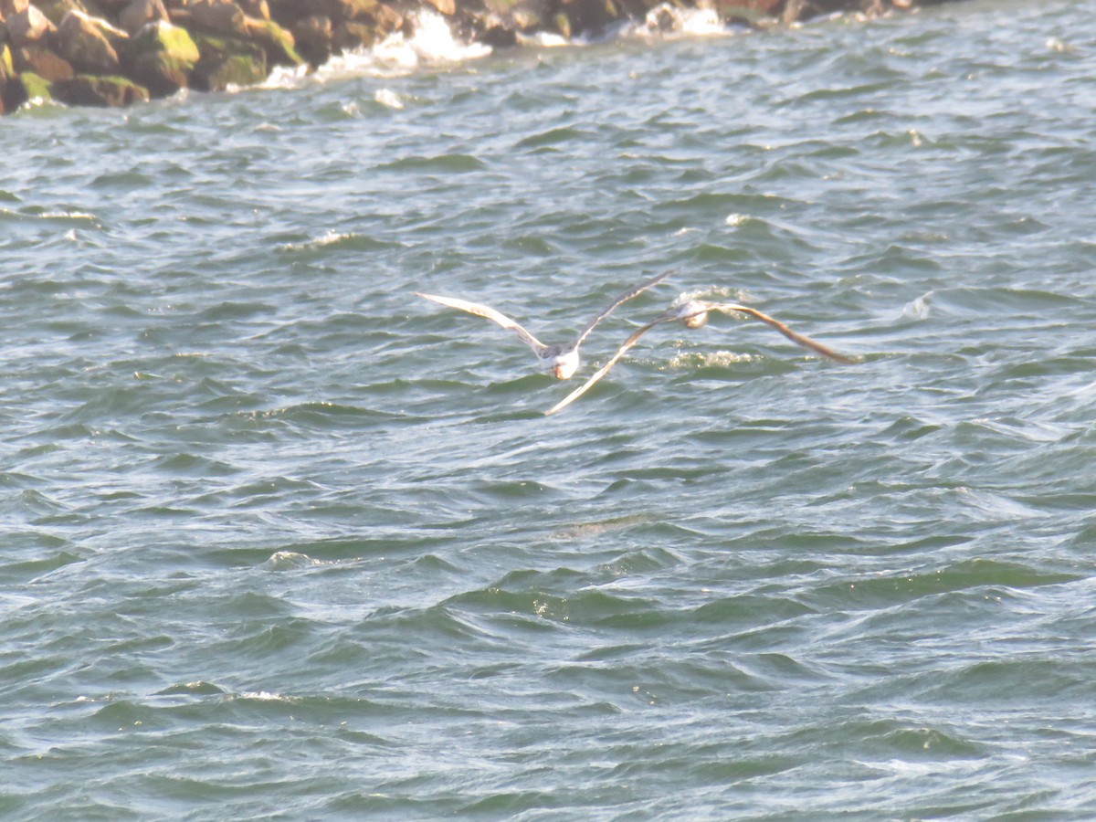 Great Black-backed Gull - ML620475914