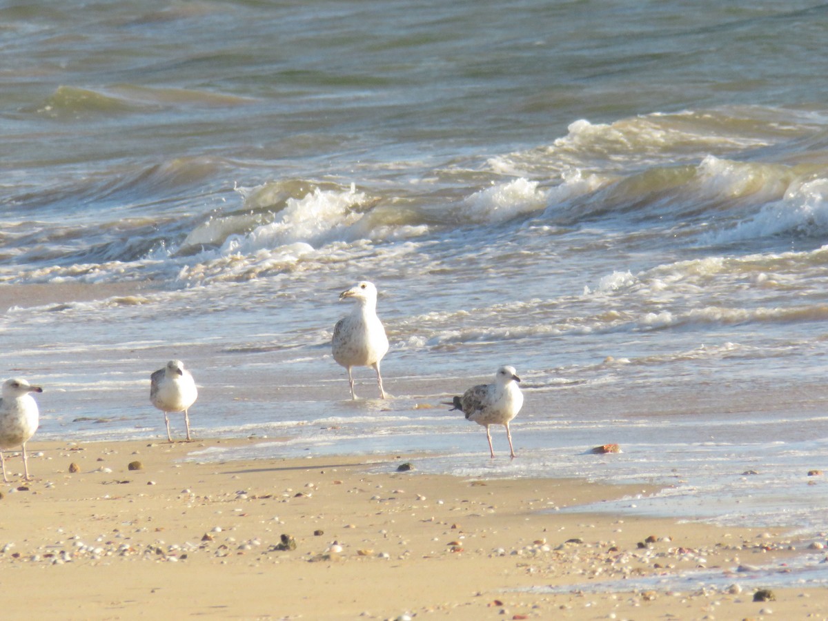 Great Black-backed Gull - ML620475915