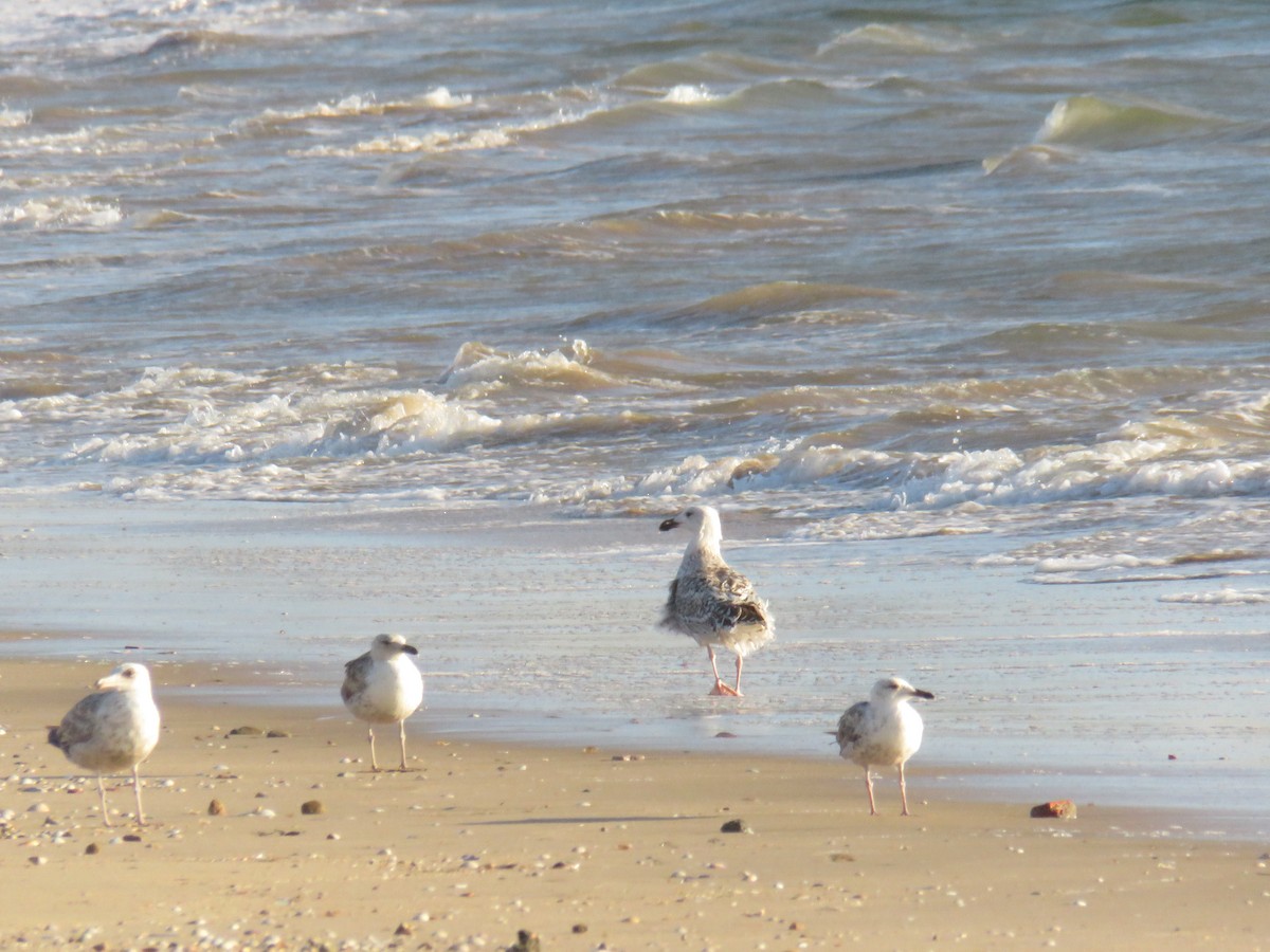 Great Black-backed Gull - ML620475917