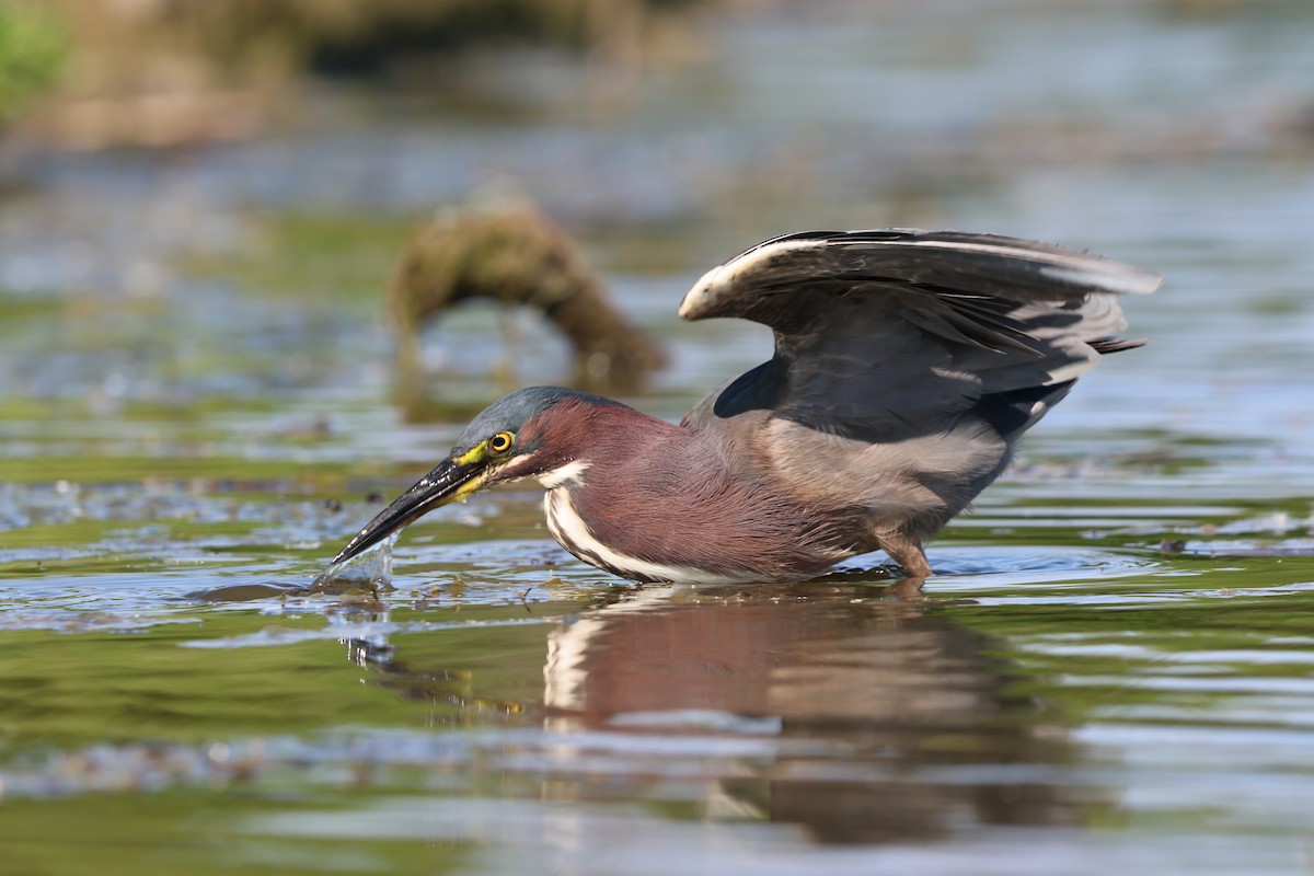 Green Heron - ML620475924