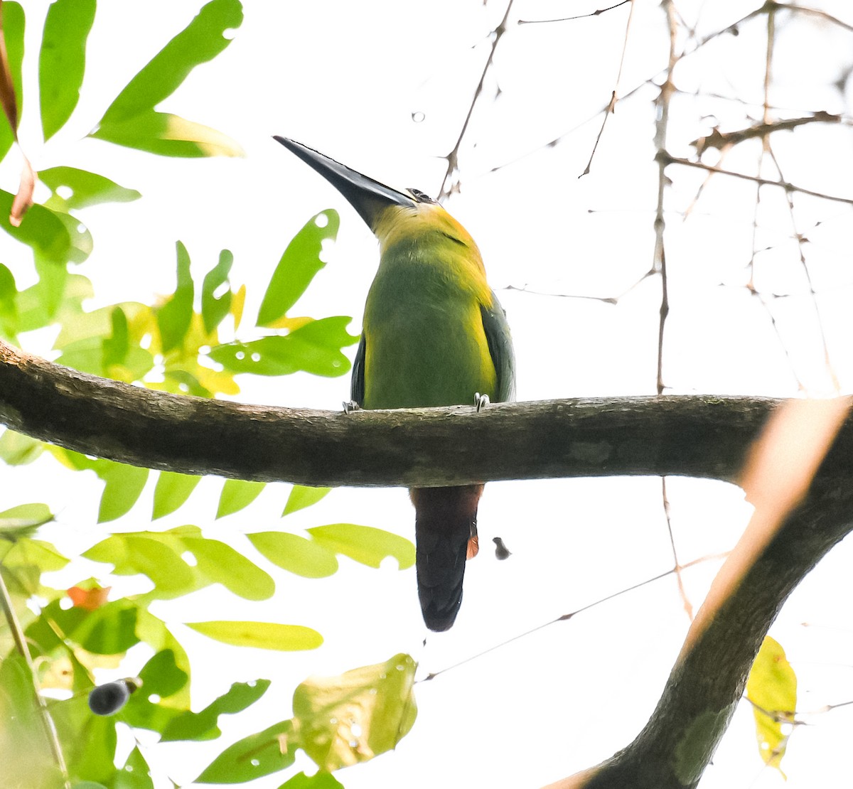 Toucanet émeraude - ML620475926