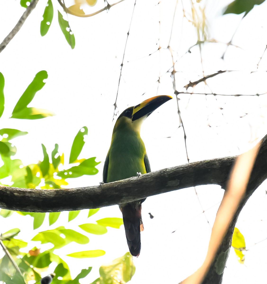 Toucanet émeraude - ML620475927