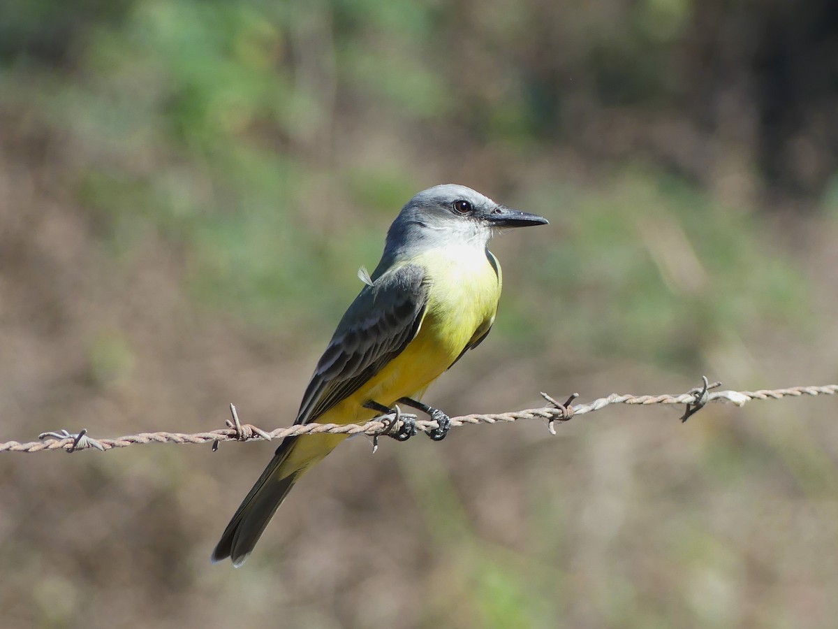 Tropical Kingbird - ML620475930