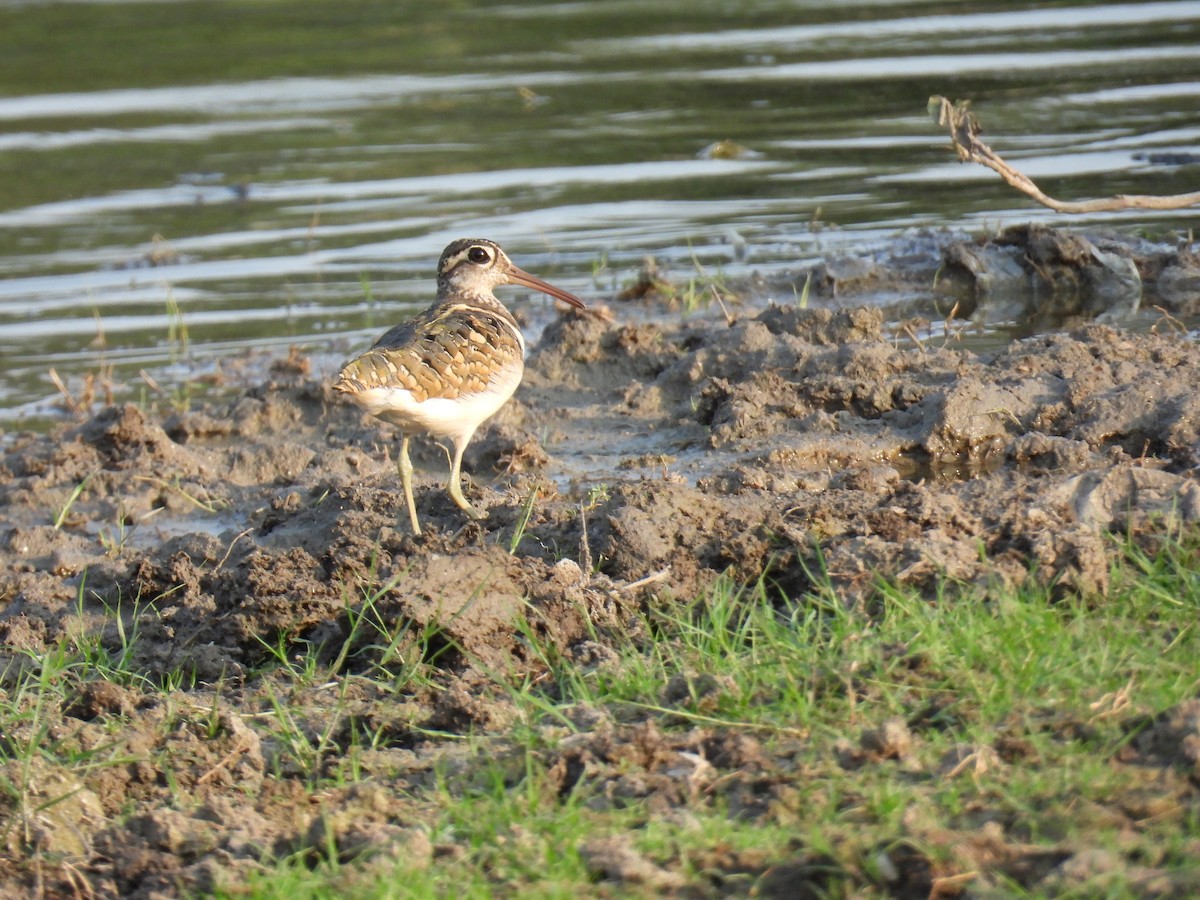 Greater Painted-Snipe - ML620475931