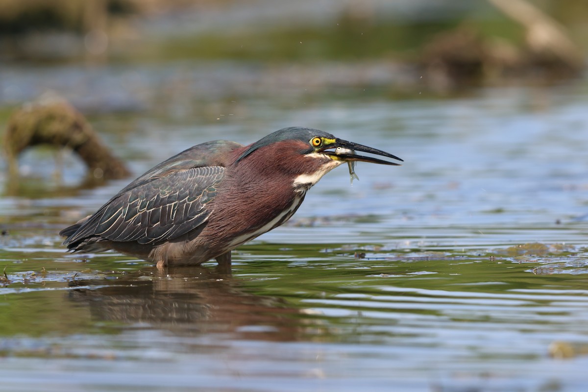 Green Heron - ML620475933