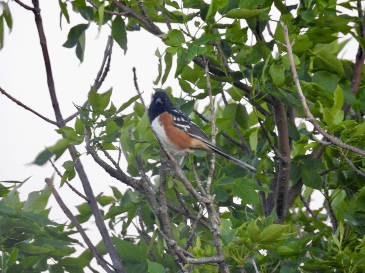 Spotted Towhee - ML620475935