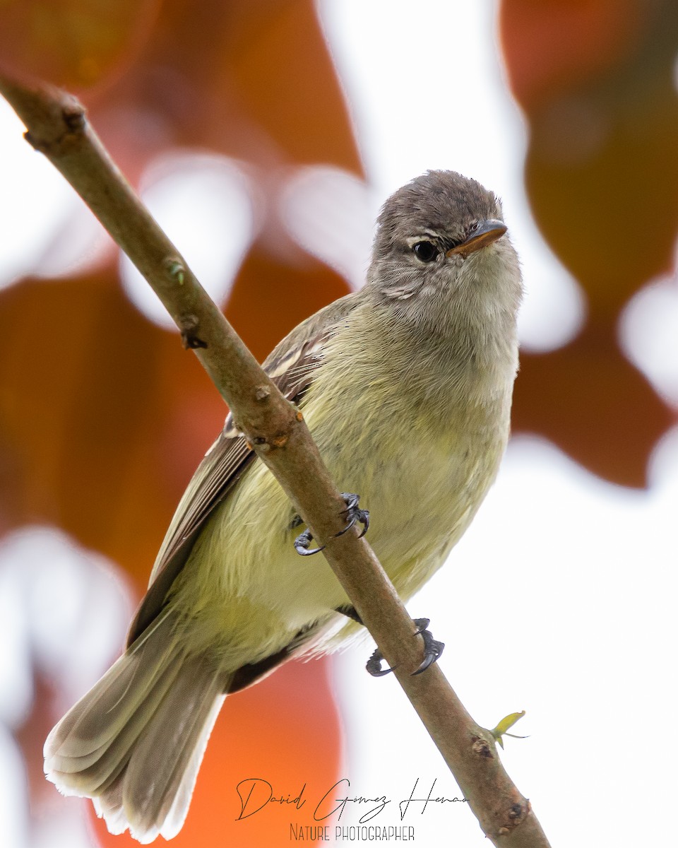 Southern Beardless-Tyrannulet - ML620475938