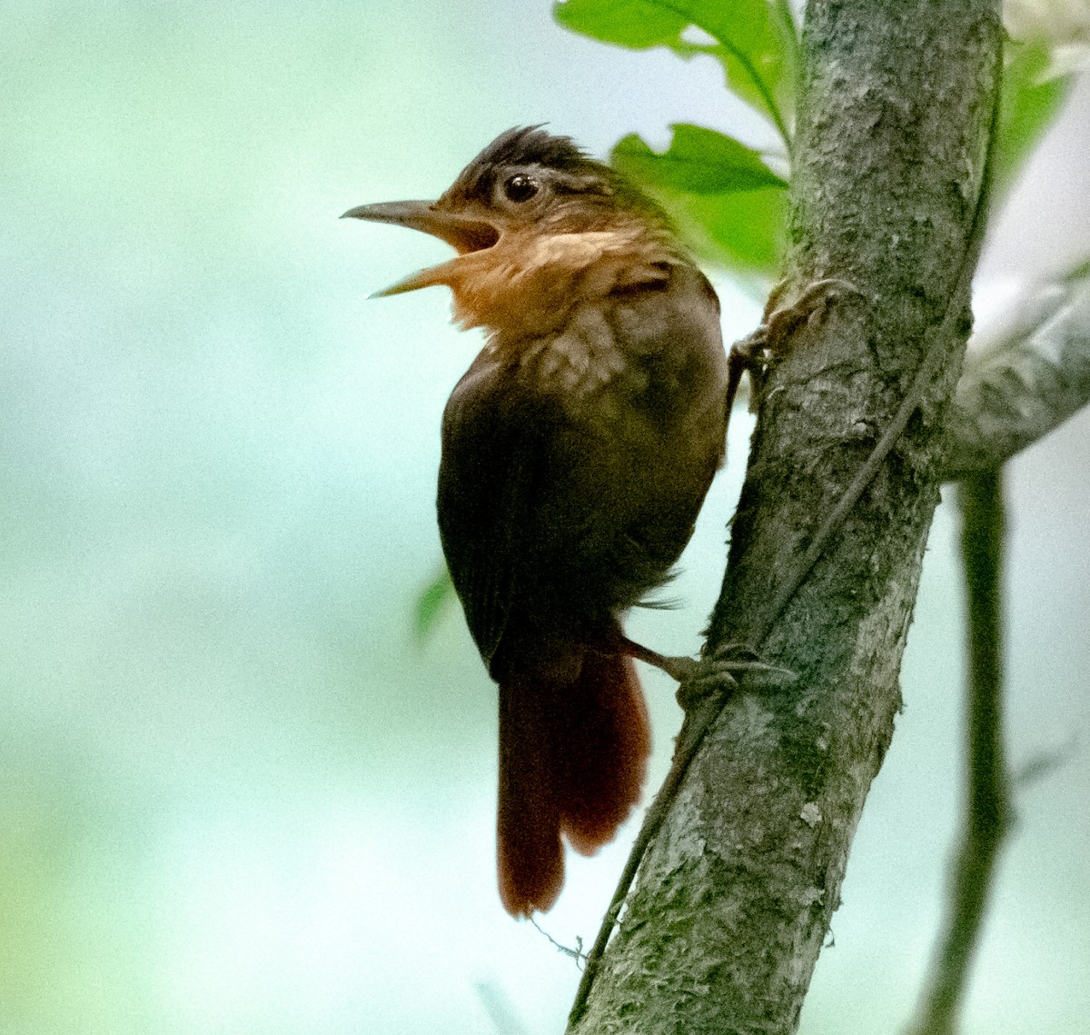 Fawn-throated Foliage-gleaner - ML620475939