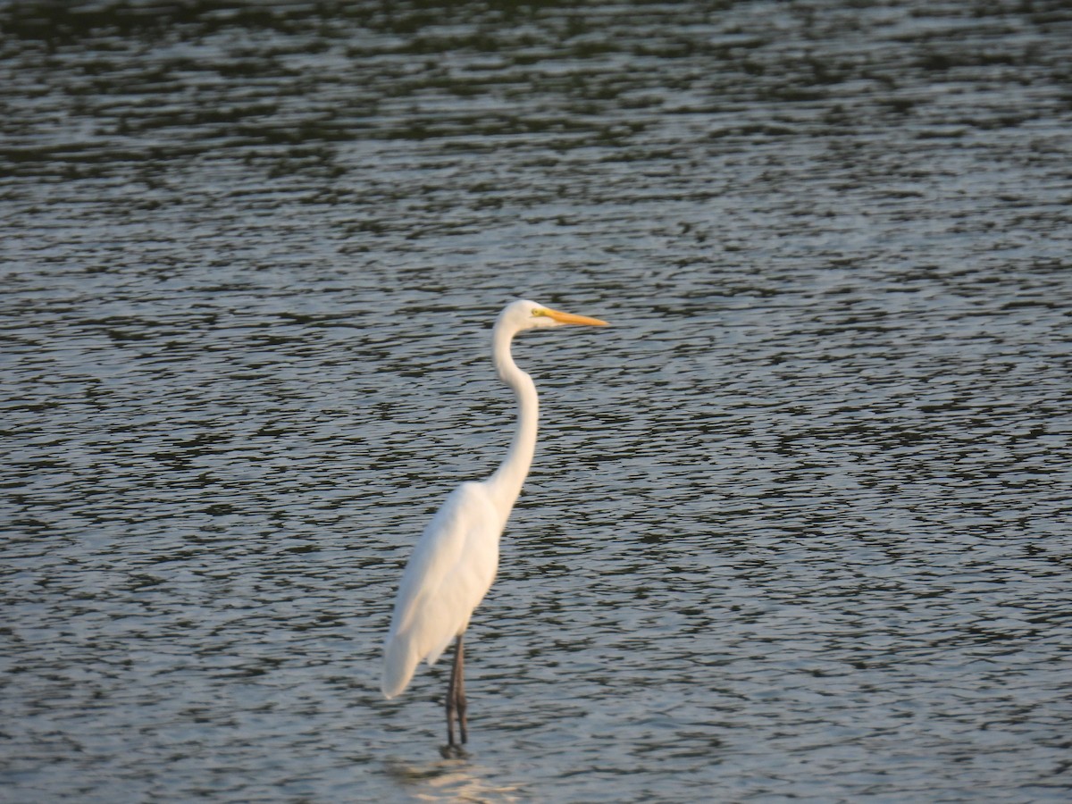 Medium Egret - ML620475943