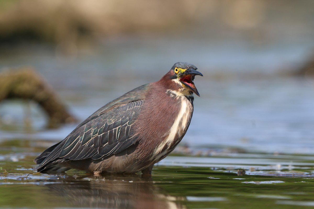 Green Heron - ML620475947