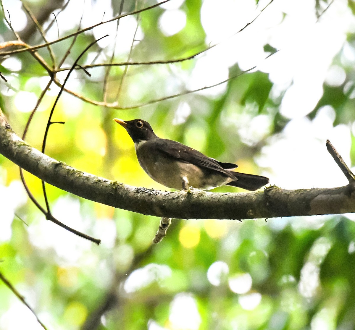 White-throated Thrush - ML620475950