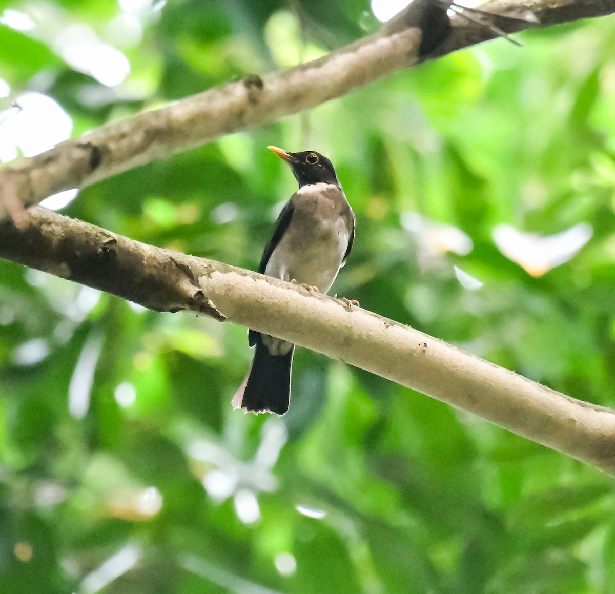 White-throated Thrush - ML620475951