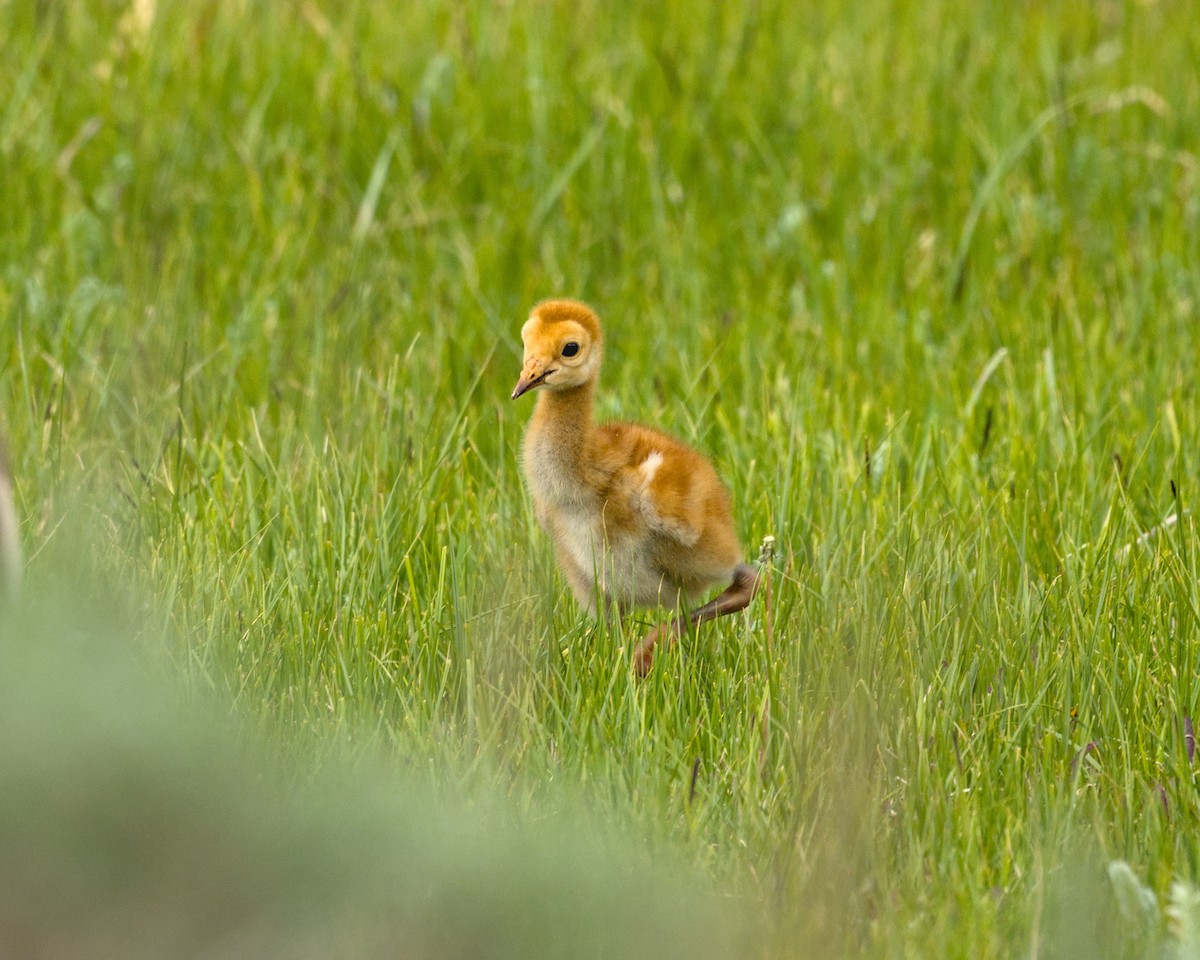 Sandhill Crane - ML620475955