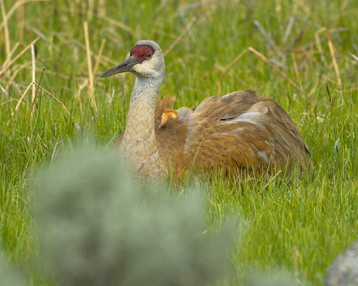 Sandhill Crane - ML620475956