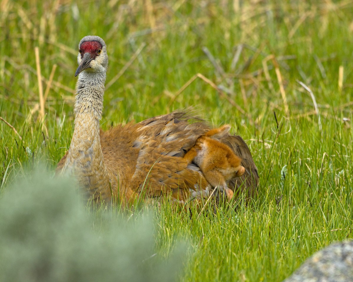 Sandhill Crane - ML620475959