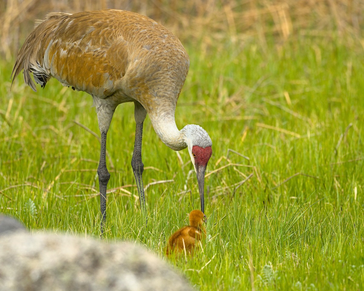 Sandhill Crane - ML620475960