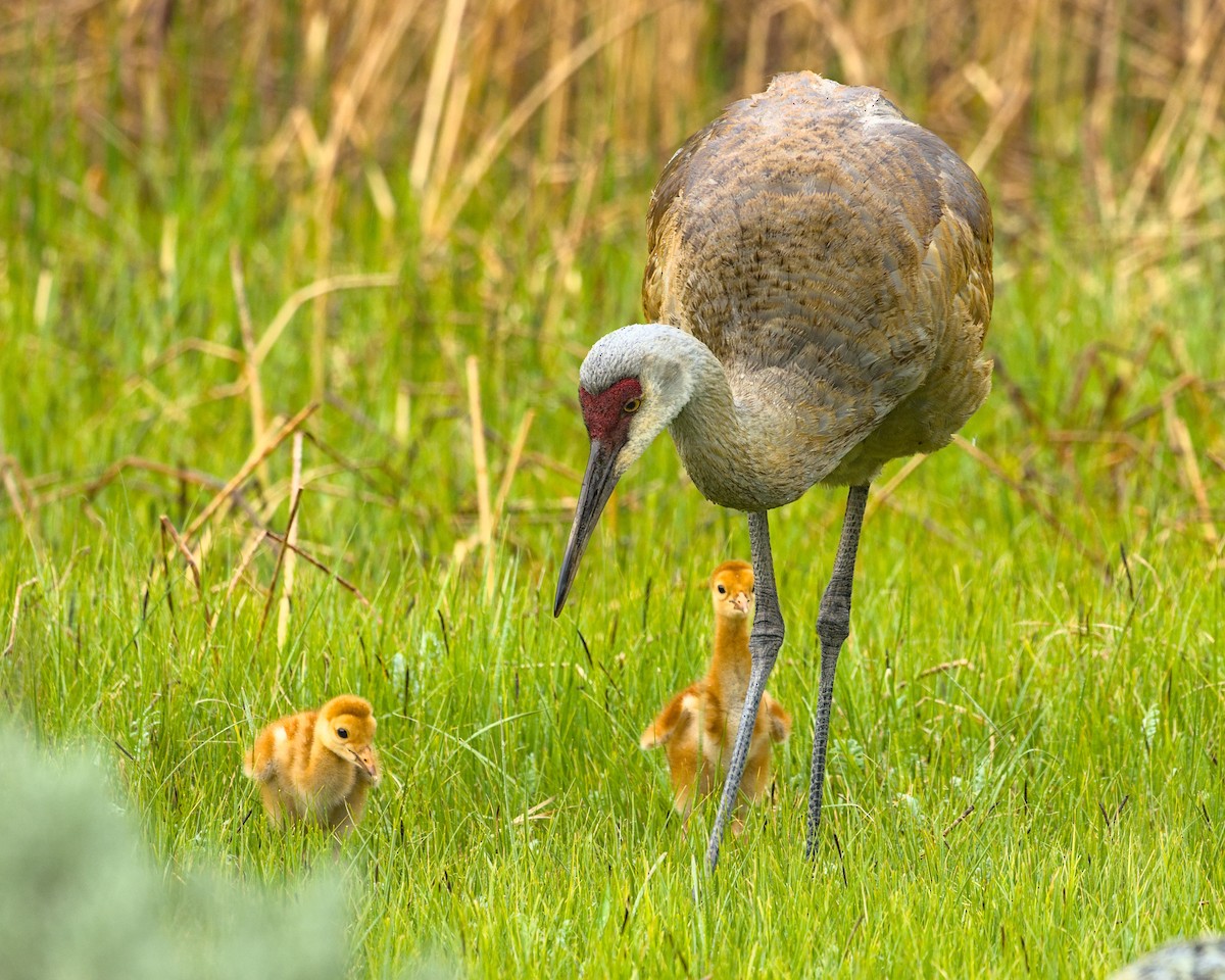 Sandhill Crane - ML620475961