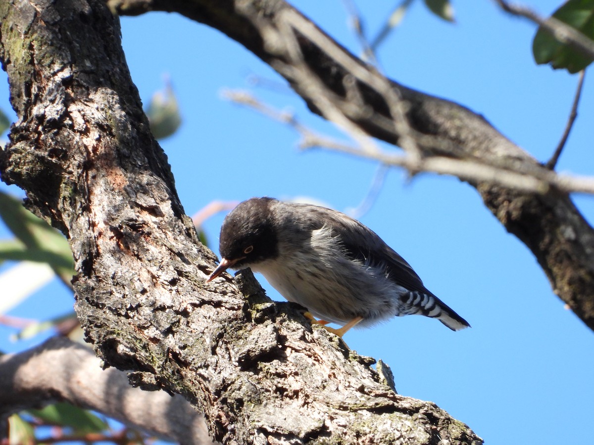 Varied Sittella - ML620475964