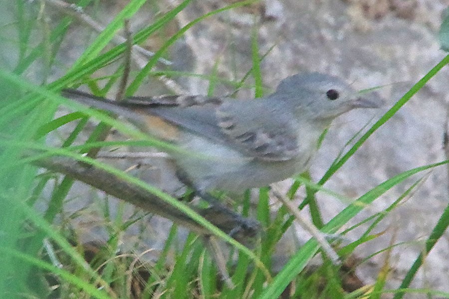 Lucy's Warbler - ML620475965