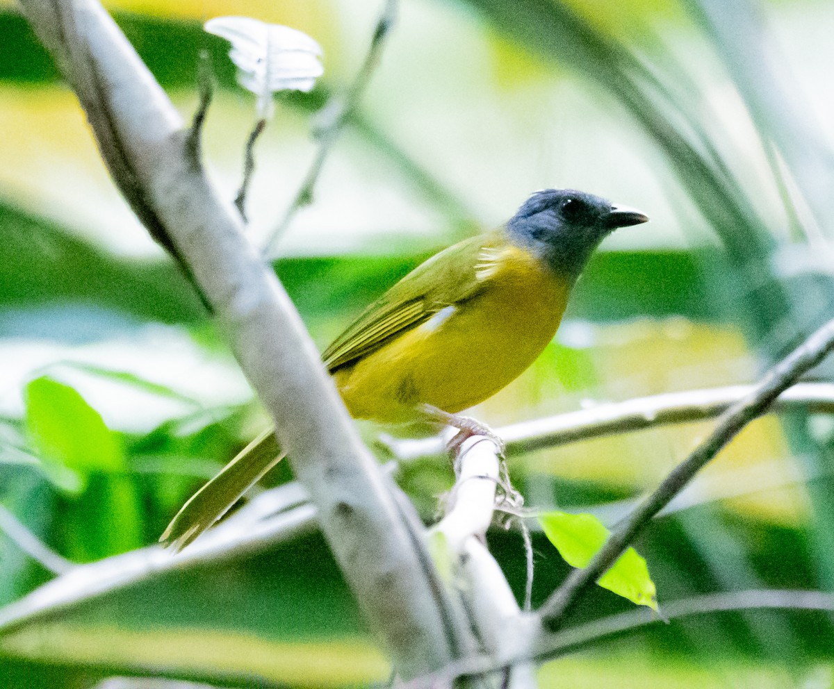 Gray-headed Tanager - ML620475971