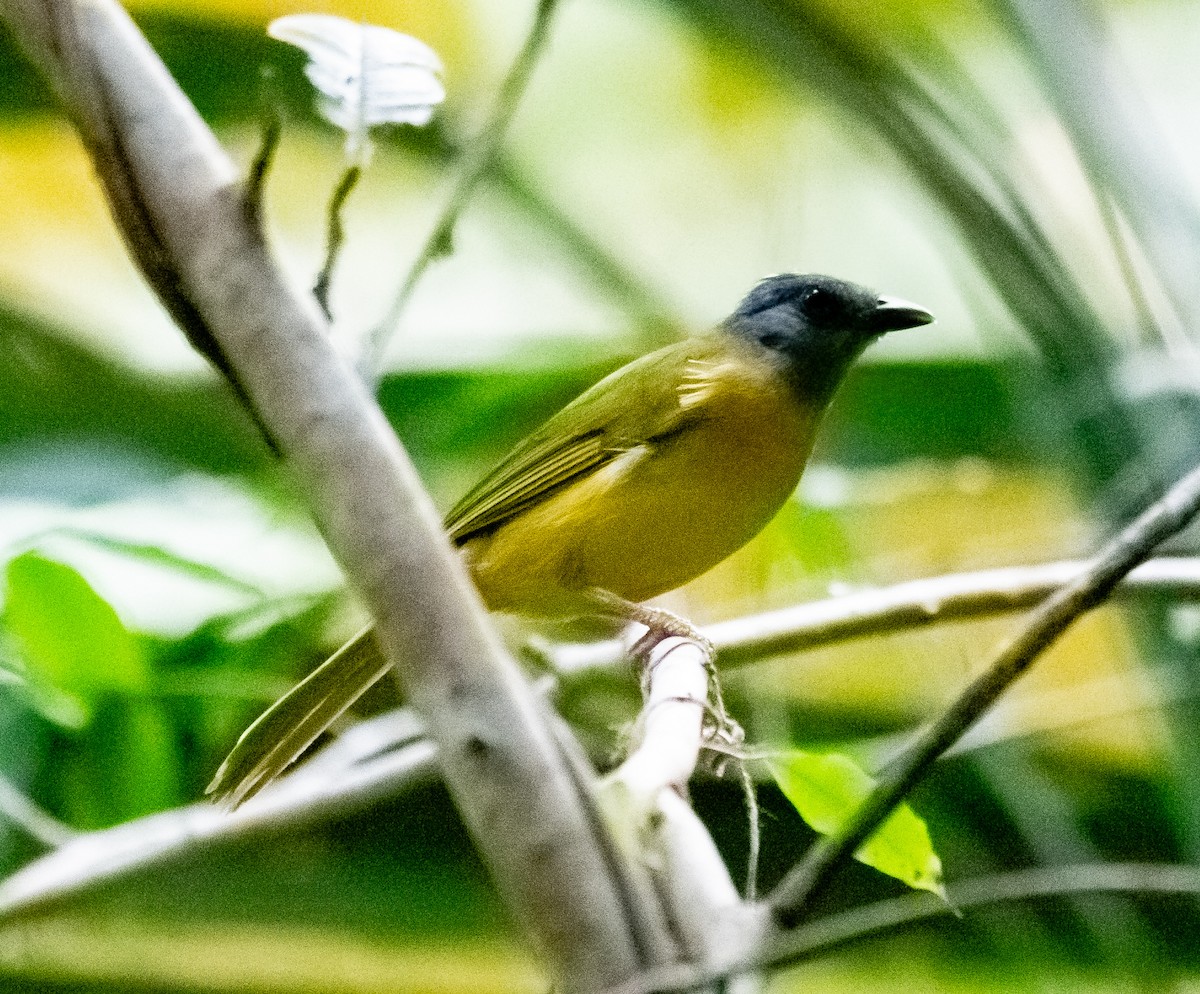 Gray-headed Tanager - ML620475972