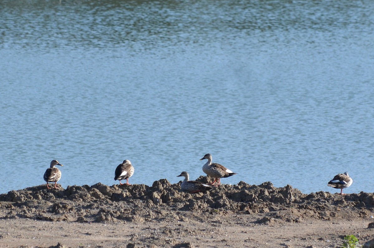 Indian Spot-billed Duck - ML620475973