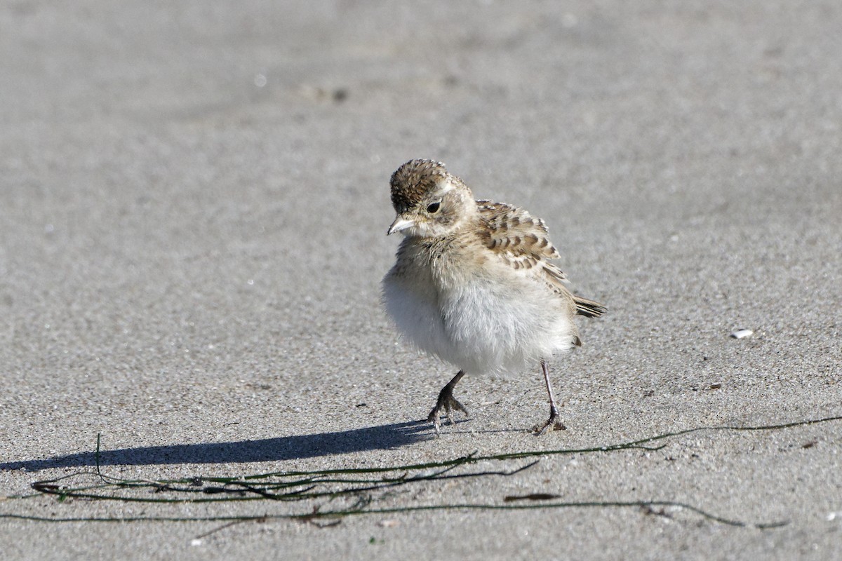 Horned Lark - ML620475975