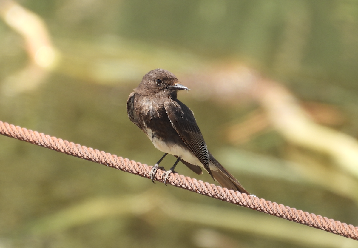 Black Phoebe - ML620475976