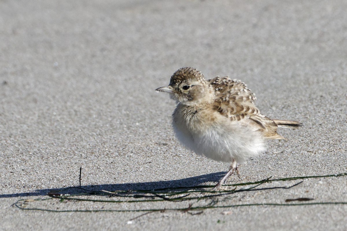 Horned Lark - ML620475977